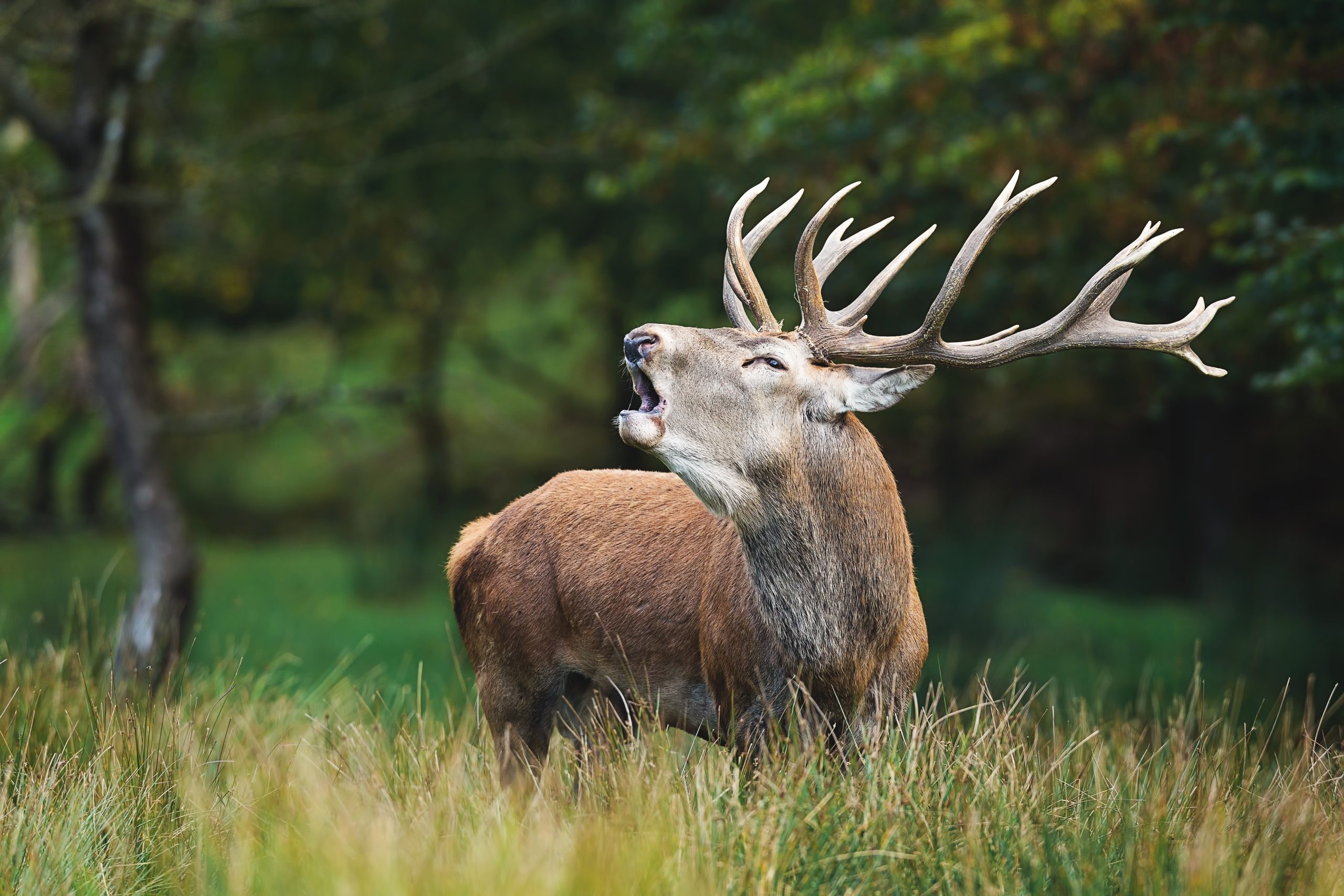 closeup-shot-of-a-yawning-deer-with-beautiful-horns